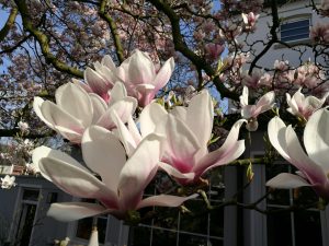 Magnolie als Frühlungsgruß