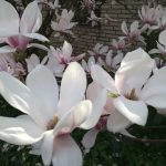 Magnolie als Frühlungsgruß