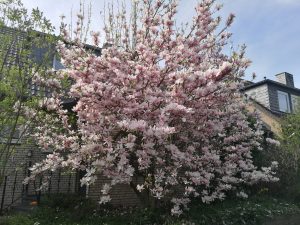 Magnolie als Frühlungsgruß