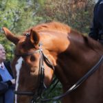 Mendelssohn-Denkmal: Musikvereinsvorsitzender Manfred Hill im entspannten Gespräch mit den Reitern der Polizei vor dem Mendelssohn Denkmal Düsseldorf